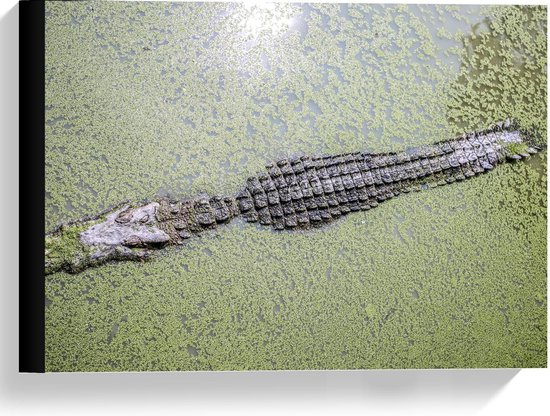 Canvas - Krokodil in het Water - Foto op Canvas Schilderij (Wanddecoratie op Canvas)
