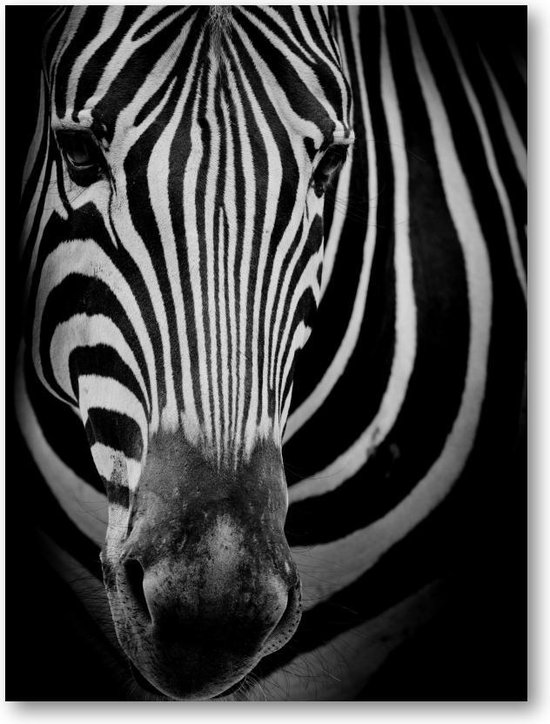 Zebra op donkere achtergrond - 50x70 Dibond voor Binnen én Buiten - Dieren - Minimalist