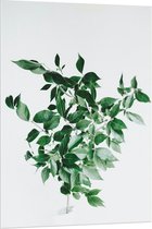 Acrylglas - Groen/Wit Plantje  - 80x120cm Foto op Acrylglas (Met Ophangsysteem)