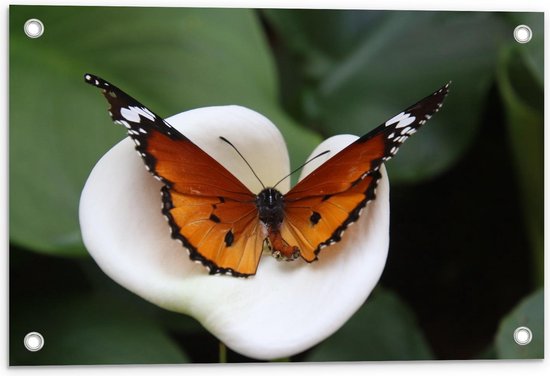 Tuinposter – Bruine Vlinder op Witte Bloem - 60x40cm Foto op Tuinposter  (wanddecoratie voor buiten en binnen)