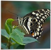 Forex - Gestippelde Vlinder op Blaadje - 50x50cm Foto op Forex