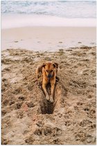 Poster – Gravende Hond op het Strand - 80x120cm Foto op Posterpapier