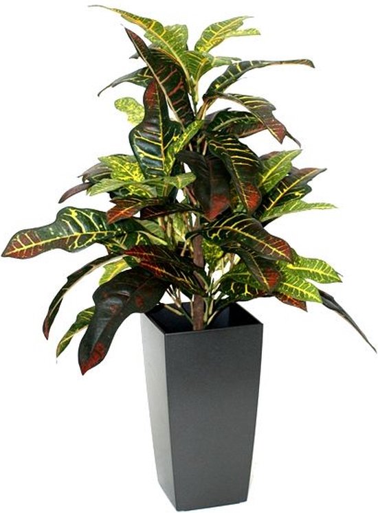 Maxifleur - Croton Windowplant 50cm