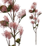 PTMD  garden bloem roze cotinus coggygria tak