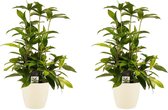Kamerplanten van Botanicly – 2 × Drakenboom incl. crème kleurig sierpot als set – Hoogte: 55 cm – Dracaena surculosa
