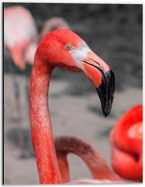 Dibond - Hoofd van Mooie Flamingo  - 30x40cm Foto op Aluminium (Wanddecoratie van metaal)