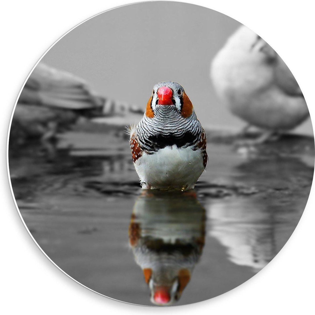 Forex Wandcirkel - Gekleurde Vogel op zwart/wit achtergrond - 50x50cm Foto op Wandcirkel (met ophangsysteem)