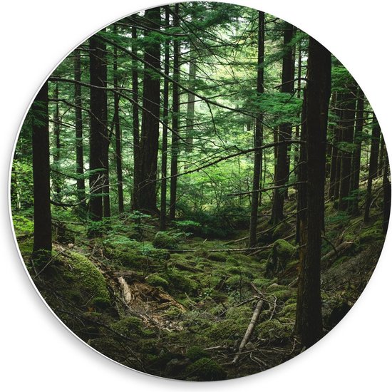 Forex Wandcirkel - Groen Bos - 50x50cm Foto op Wandcirkel (met ophangsysteem)