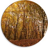 Dibond Wandcirkel - Herfstige Bomen in het Bos - 50x50cm Foto op Aluminium Wandcirkel (met ophangsysteem)