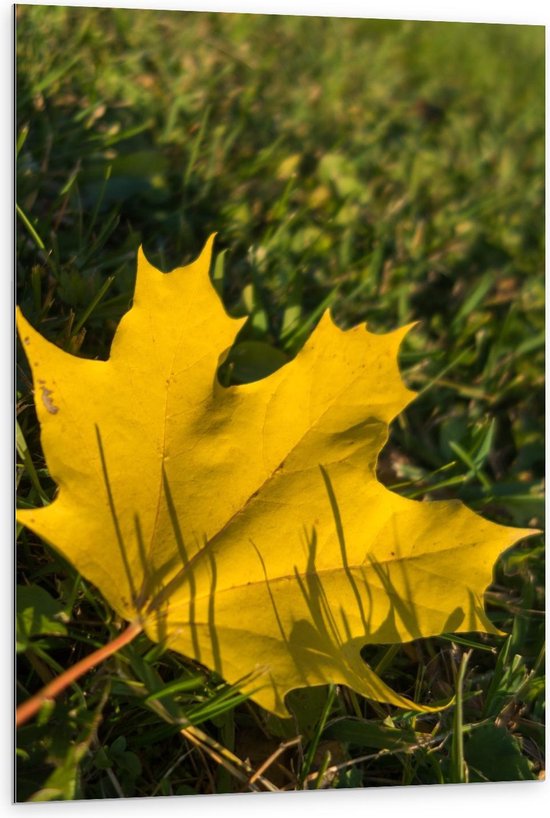 Dibond - Geel Blaadje in Gras - 80x120cm Foto op Aluminium (Met Ophangsysteem)