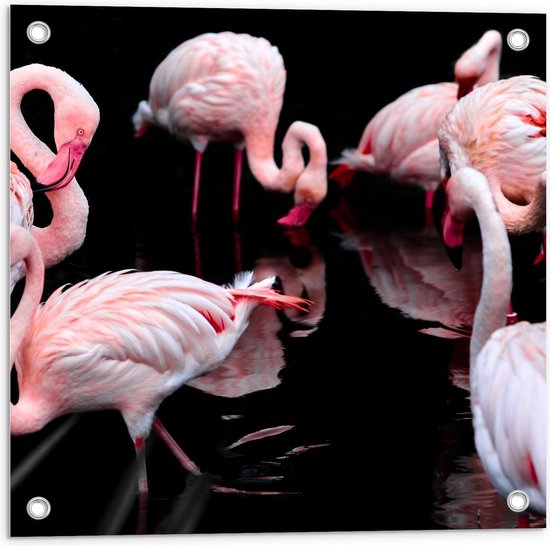 Tuinposter – Groepje Roze Flamingos - 50x50cm Foto op Tuinposter  (wanddecoratie voor buiten en binnen)