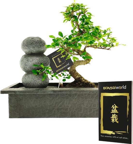 Bonsaiworld Bonsai boompje - Zen Stenen Waterval Set - 10 jaar oud - Hoogte 30-35 cm
