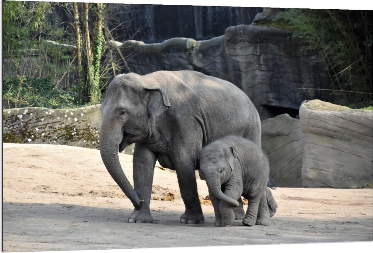 Dibond - Olifant met Baby - 120x80cm Foto op Aluminium (Wanddecoratie van metaal)