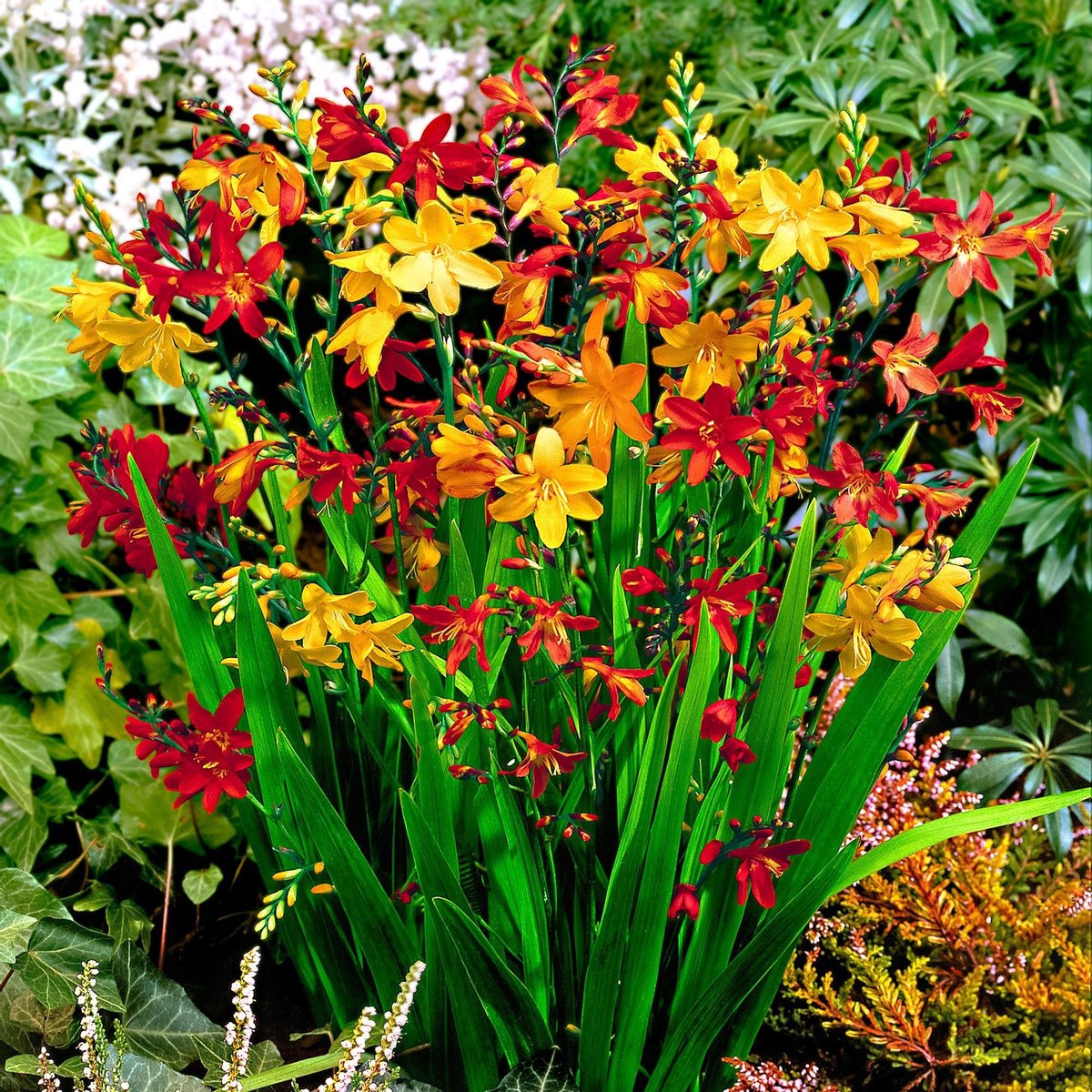 Collezione Di Bulbi Da Fiore Di Crocosmia Montbretia, 50 | FindTheDeal - 8