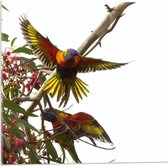 Acrylglas - Gekleurde Vogels in Bloementak - 50x50cm Foto op Acrylglas (Wanddecoratie op Acrylglas)