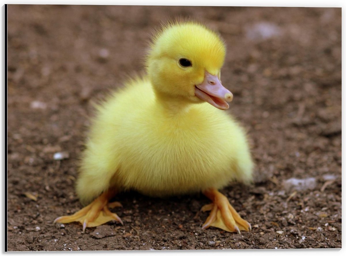 Dibond - Kleine Gele Baby Eend - 40x30cm Foto op Aluminium (Met Ophangsysteem)