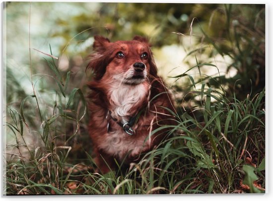 Acrylglas - Bruine Hond met Witte in Gras - 40x30cm Foto op Acrylglas (Met Ophangsysteem)