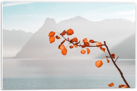 Forex - Branche Oranje en Mer et Montagnes - Photo 60x40cm sur Forex