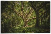 Dibond - Grote Oude Boom in Bos - 60x40cm Foto op Aluminium (Met Ophangsysteem)