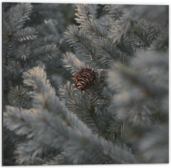 Dibond - Dennenappel aan Varen boom  - 50x50cm Foto op Aluminium (Wanddecoratie van metaal)
