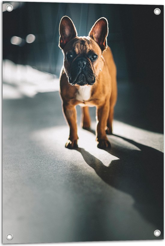 WallClassics - Tuinposter – Franse Bulldog in het Licht - 50x75 cm Foto op Tuinposter (wanddecoratie voor buiten en binnen)