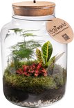 Ecosysteem plant met lamp - Ecoworld Tropical Biosphere - Planten terrarium - 3 Gekleurde Terrarium Planten - Basic Glas XL - Ø 22 cm - Hoogte 33 cm
