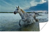 Poster Paard - Water - Druppel - 60x40 cm