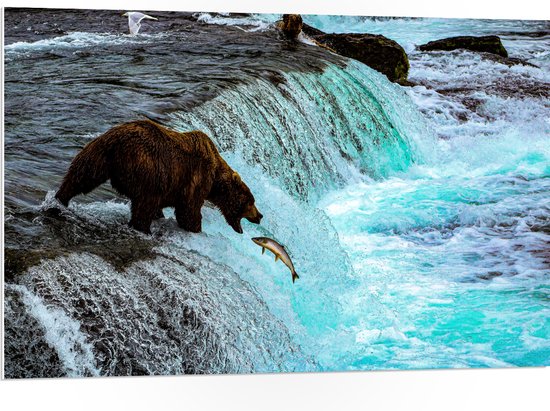 WallClassics - PVC Schuimplaat - Bruine Beer Happend naar Vis bij een Rivier met Waterval - 105x70 cm Foto op PVC Schuimplaat (Met Ophangsysteem)