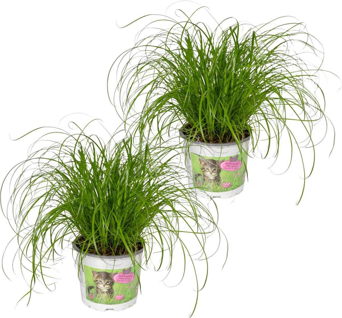 2X Cyperus Alternifolius – Kattengras – 20Cm