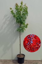 Jonge Rode Esdoorn boom | Acer rubrum October Glory | 150-200cm hoogte