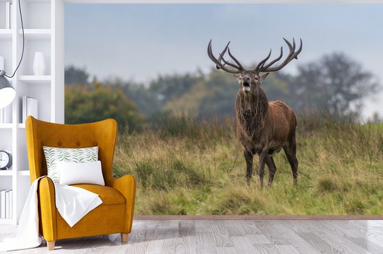 Papier peint photo peint vinyle - Cerf mâle dans la prairie largeur 330 cm x hauteur 220 cm - Tirage photo sur papier peint (disponible en 7 tailles)