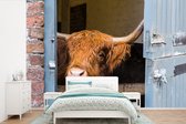 Papier peint Papier peint photo en vinyle - Scottish Highlander colle la tête hors de la grange largeur 420 cm x hauteur 280 cm - Tirage photo sur papier peint (disponible en 7 tailles)