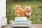 Behang - Fotobehang Gouden hamsters - Breedte 525 cm x hoogte 350 cm