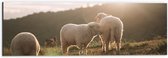 Dibond - Drie Schaapjes in het Landschap onder Felle Zon - 60x20 cm Foto op Aluminium (Met Ophangsysteem)