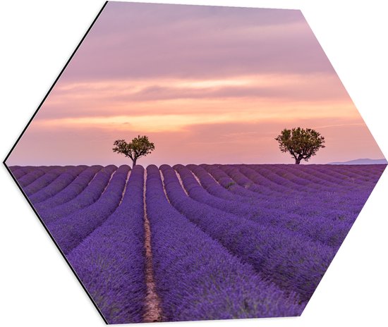 Dibond Hexagon - Duo Bomen in Paars Lavendelveld onder Zachtkleurige Lucht - 60x52.2 cm Foto op Hexagon (Met Ophangsysteem)