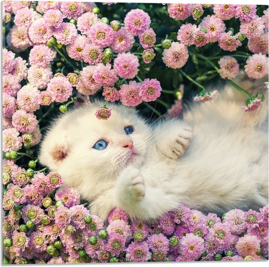 Acrylglas - Witte Kitten Spelend tussen Roze Bloemen - 50x50 cm Foto op Acrylglas (Met Ophangsysteem)