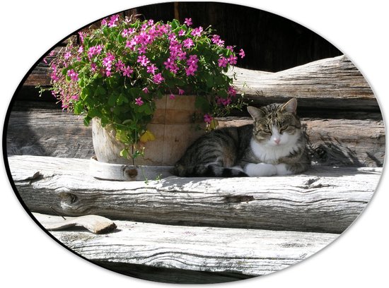 WallClassics - Dibond Oval - Chat couché à l'ombre d'un pot de fleurs - 28x21 cm Photo sur ovale (avec système d'accrochage)