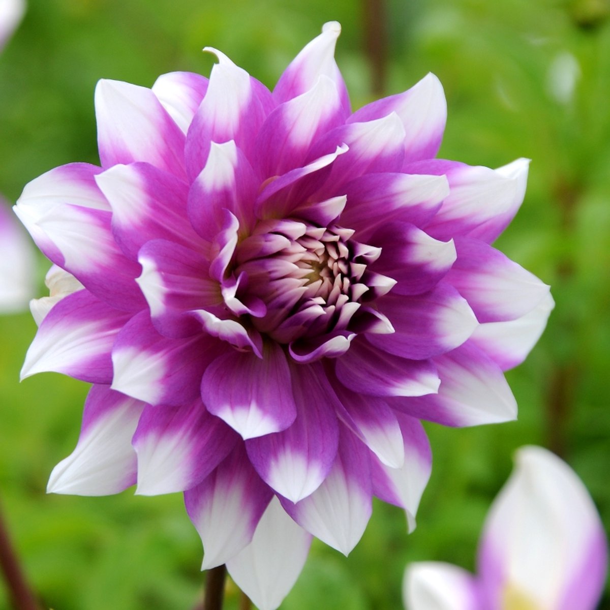 Dahlia Jean Marie | 3 stuks | Decoratieve Dahlia | Knol | Roze | Wit | Dahlia Knollen van Top Kwaliteit | 100% Bloeigarantie | QFB Gardening