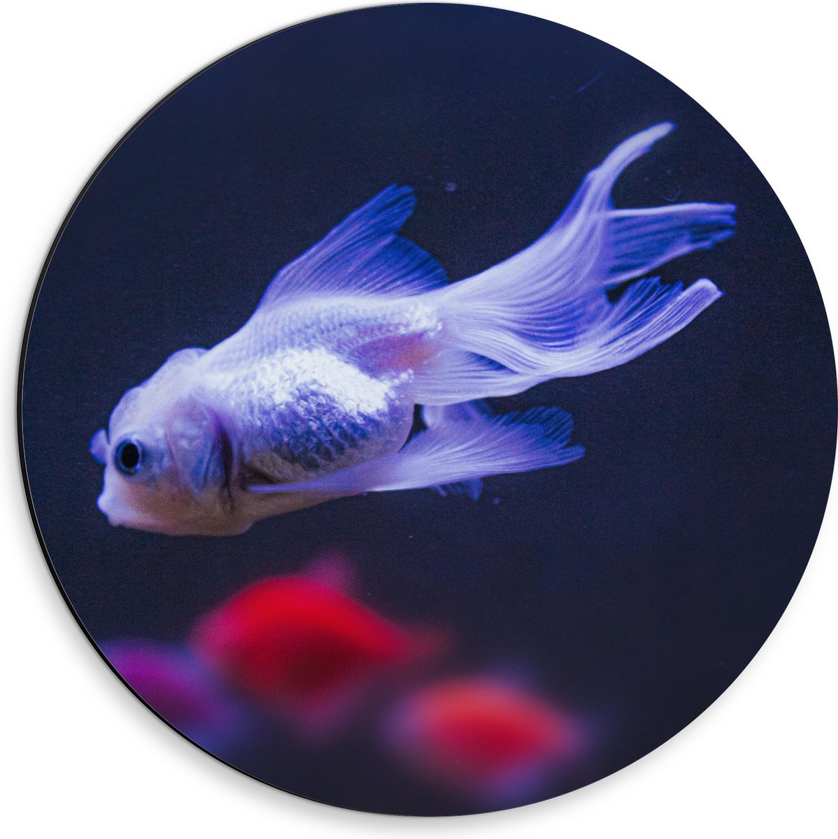 Dibond Muurcirkel - Mooie Witte Vis in het Aquarium - 30x30 cm Foto op Aluminium Muurcirkel (met ophangsysteem)