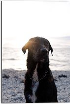 Dibond - Zwarte Hond met Witte Bef op het Strand bij Avondzon - 50x75 cm Foto op Aluminium (Met Ophangsysteem)