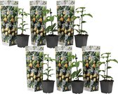Plant in a Box - Set van 6 Passiflora Edulis - Passievrucht - Klimplant - Pot 9cm - Hoogte 25-40cm