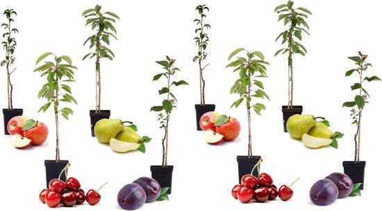 Foto: Plant in a box mix van 8 zuilvormige fruitbomen prunus pyrus malus pot 9cm hoogte 60 70cm