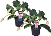 Plant in a Box - Medinilla Magnifica - Set van 2 bloeiende kamerplanten - Pot 17cm - Hoogte 40-50cm