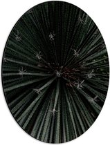 Dibond Ovaal - Bovenaanzicht Groene Planten - 30x40 cm Foto op Ovaal (Met Ophangsysteem)