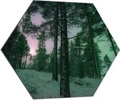 WallClassics - Dibond Hexagon - Het Noorderlicht door Bomen heen in Noorwegen - 70x60.9 cm Foto op Hexagon (Met Ophangsysteem)