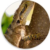 WallClassics - Cercle mural en mousse PVC - Reptile dans un arbre - Photo 30 x 30 cm sur cercle mural (avec système de suspension)