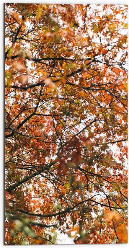 Dibond - Herfst Bladeren in een Boom - 50x100 cm Foto op Aluminium (Wanddecoratie van metaal)