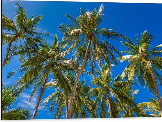 Dibond - Palmbomen met een Helder Blauwe Lucht - 80x60 cm Foto op Aluminium (Met Ophangsysteem)