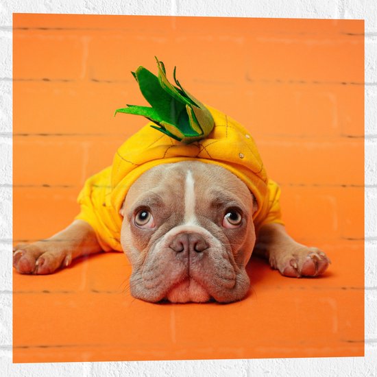 WallClassics - Muursticker - Hond met Ananas Pak bij een Oranje Achtergrond - 50x50 cm Foto op Muursticker