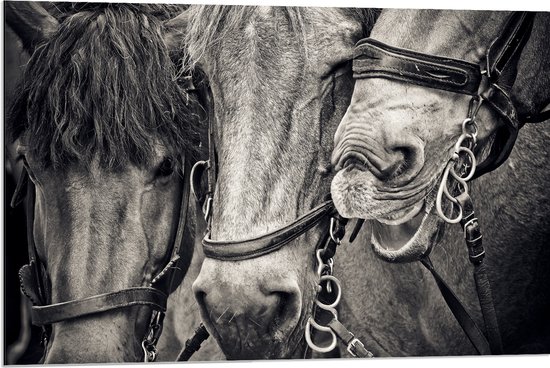 WallClassics - Dibond - Drie Paarden met Halsters in het Zwart Wit - 90x60 cm Foto op Aluminium (Wanddecoratie van metaal)